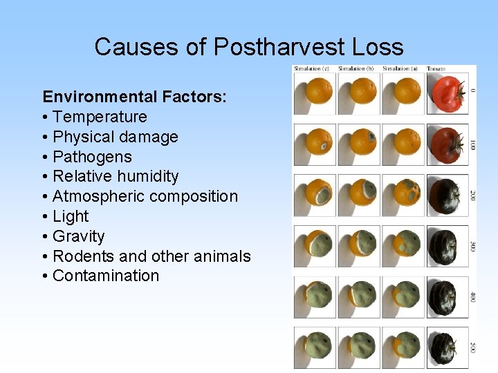 Causes of Postharvest Loss Environmental Factors: • Temperature • Physical damage • Pathogens •