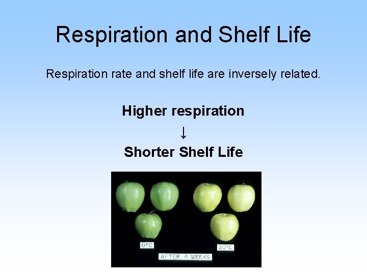 Respiration and Shelf Life Respiration rate and shelf life are inversely related. Higher respiration