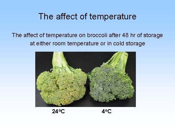 The affect of temperature on broccoli after 48 hr of storage at either room