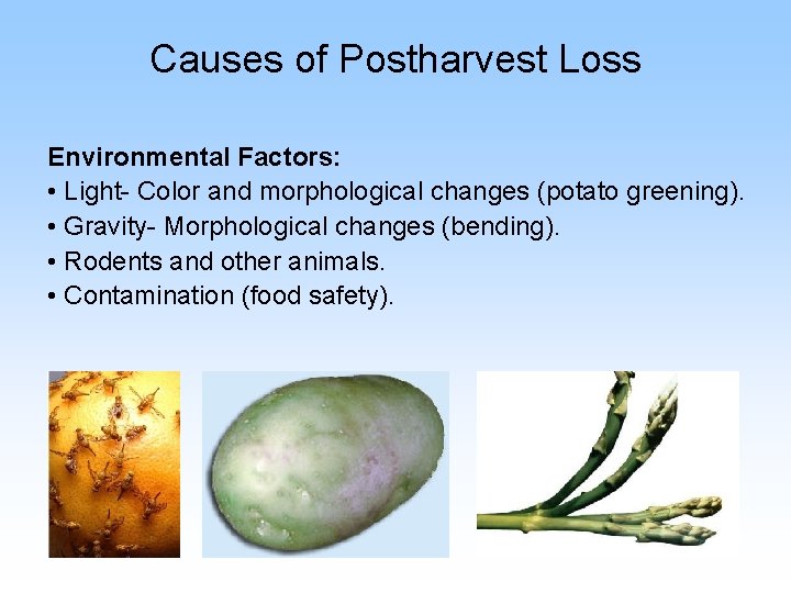 Causes of Postharvest Loss Environmental Factors: • Light- Color and morphological changes (potato greening).