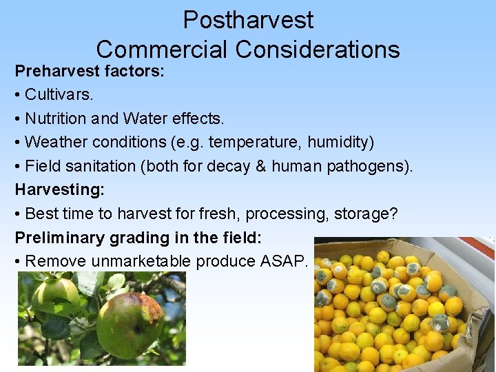 Postharvest Commercial Considerations Preharvest factors: • Cultivars. • Nutrition and Water effects. • Weather