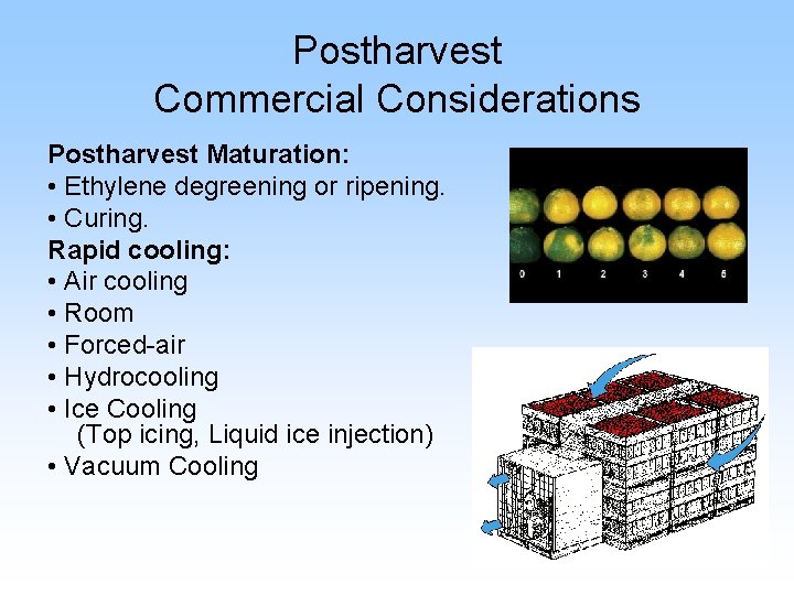 Postharvest Commercial Considerations Postharvest Maturation: • Ethylene degreening or ripening. • Curing. Rapid cooling: