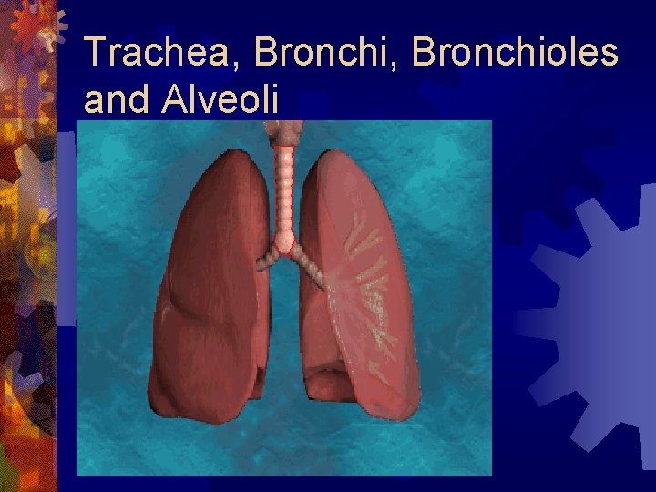 Trachea, Bronchioles and Alveoli 