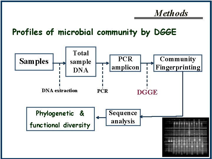 Methods Profiles of microbial community by DGGE Samples Total sample DNA extraction Phylogenetic &