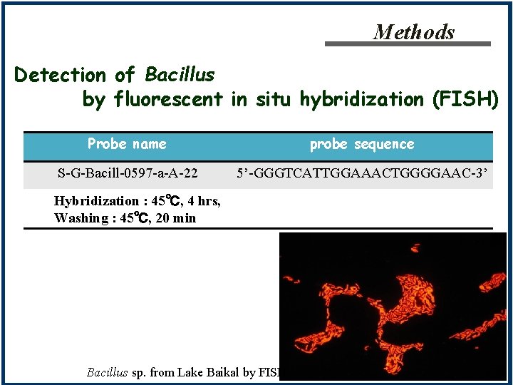 Methods Detection of Bacillus by fluorescent in situ hybridization (FISH) Probe name probe sequence