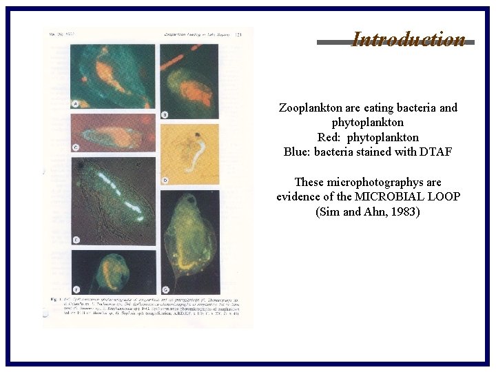 Introduction Zooplankton are eating bacteria and phytoplankton Red: phytoplankton Blue: bacteria stained with DTAF