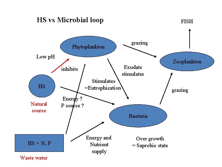 HS vs Microbial loop Phytoplankton FISH grazing Low p. H Exudate stimulates inhibits Stimulates
