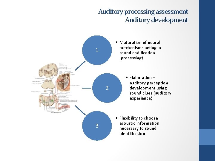 Auditory processing assessment Auditory development • Maturation of neural mechanisms acting in sound codification