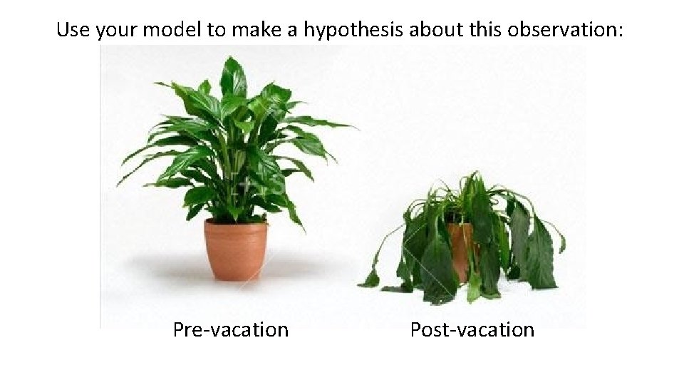 Use your model to make a hypothesis about this observation: Pre-vacation Post-vacation 
