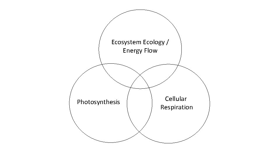 Ecosystem Ecology / Energy Flow Photosynthesis Cellular Respiration 