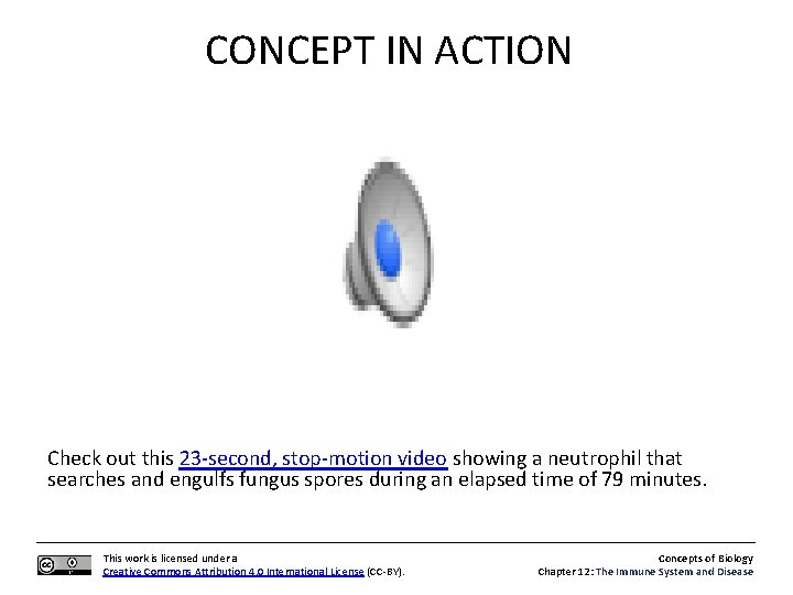 CONCEPT IN ACTION Check out this 23 -second, stop-motion video showing a neutrophil that