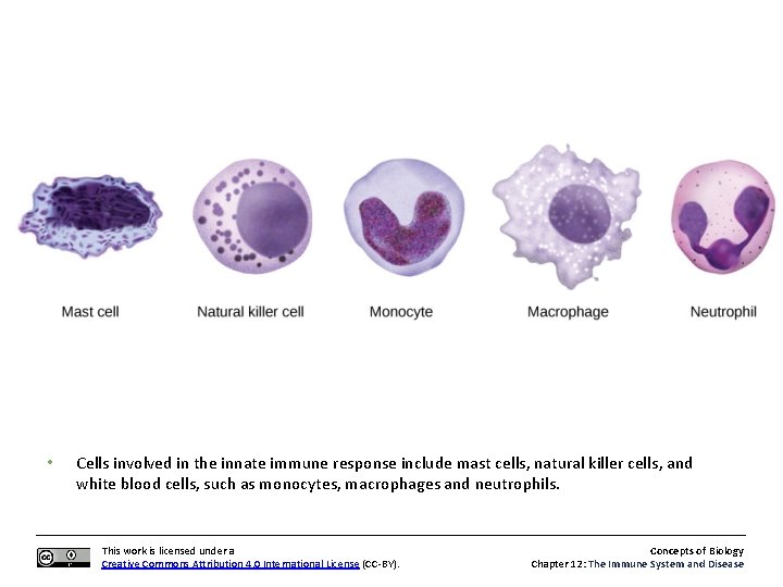  • Cells involved in the innate immune response include mast cells, natural killer