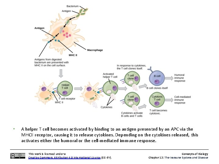  • A helper T cell becomes activated by binding to an antigen presented