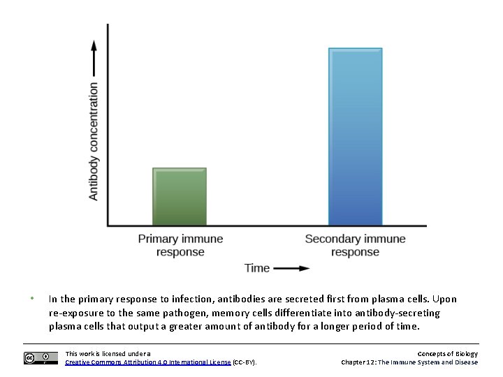  • In the primary response to infection, antibodies are secreted first from plasma