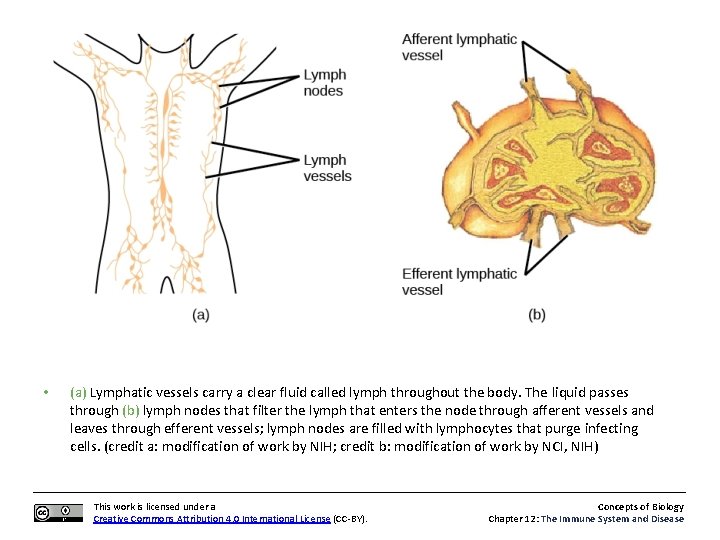  • (a) Lymphatic vessels carry a clear fluid called lymph throughout the body.