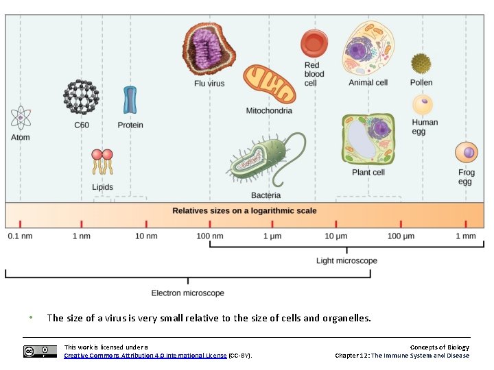  • The size of a virus is very small relative to the size