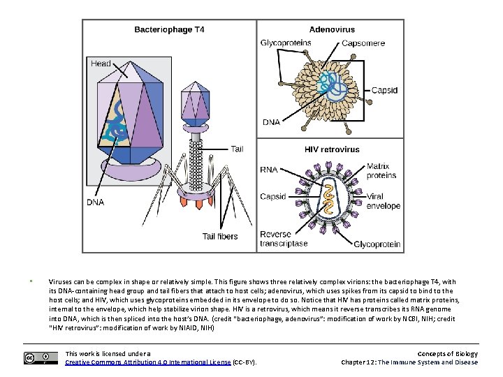  • Viruses can be complex in shape or relatively simple. This figure shows