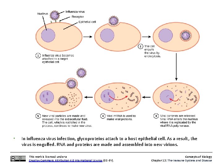  • In influenza virus infection, glycoproteins attach to a host epithelial cell. As