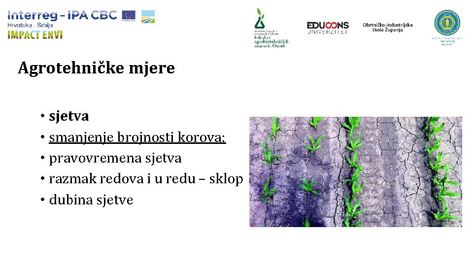 Agrotehničke mjere • sjetva • smanjenje brojnosti korova: • pravovremena sjetva • razmak redova
