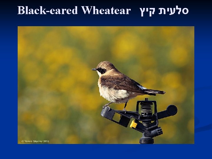 Black-eared Wheatear סלעית קיץ 