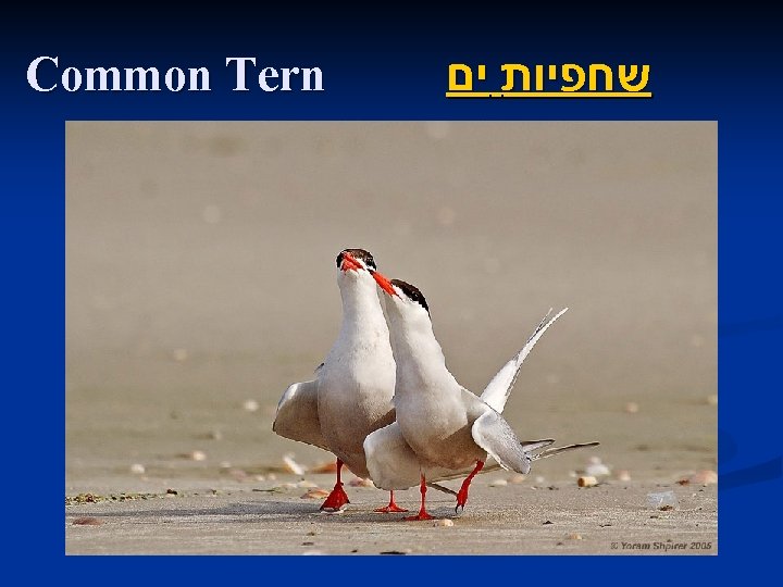 Common Tern שחפיות ים 