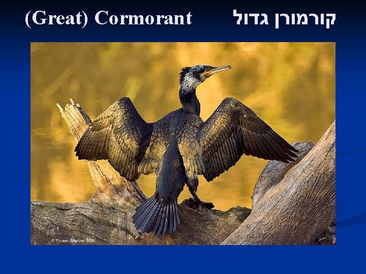 (Great) Cormorant קורמורן גדול 