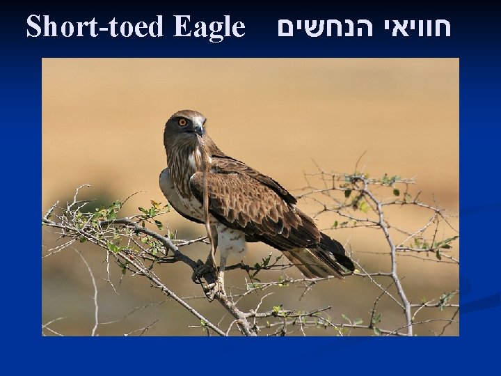 Short-toed Eagle חוויאי הנחשים 