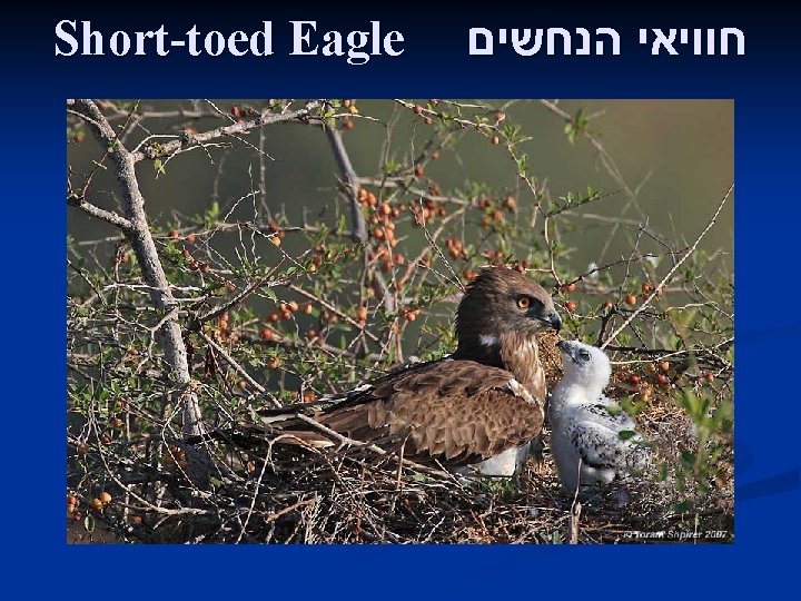 Short-toed Eagle חוויאי הנחשים 