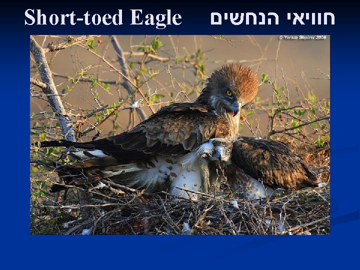 Short-toed Eagle חוויאי הנחשים 