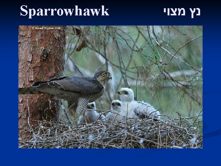 Sparrowhawk נץ מצוי 