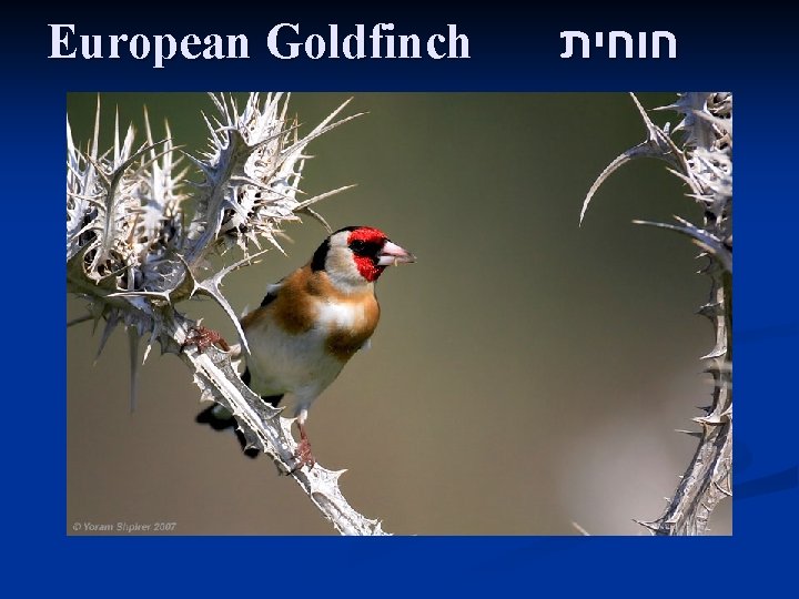European Goldfinch חוחית 