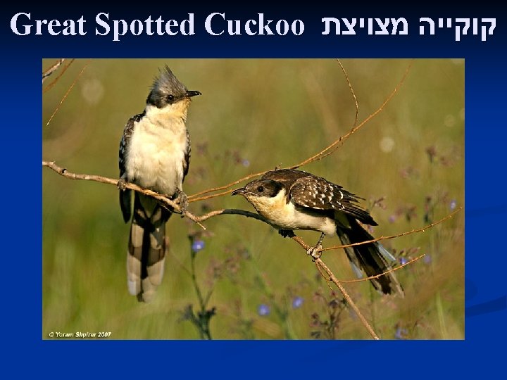 Great Spotted Cuckoo קוקייה מצויצת 