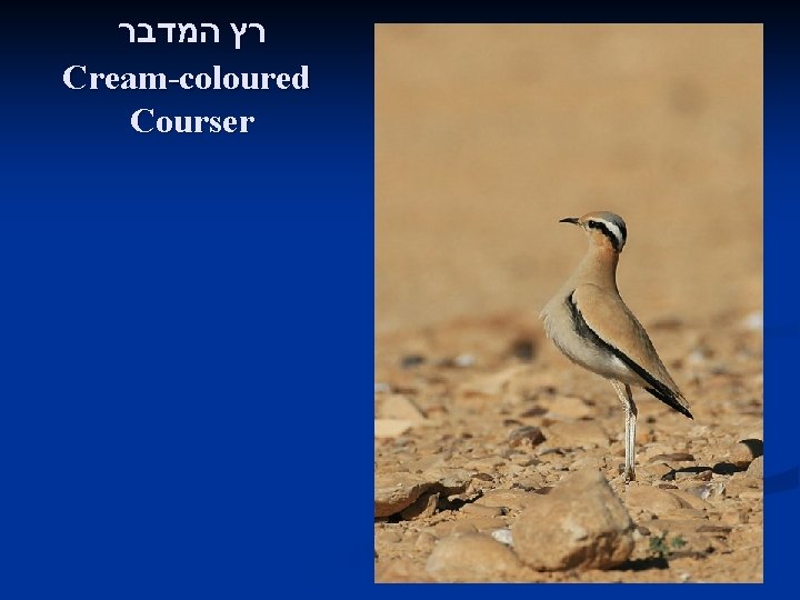  רץ המדבר Cream-coloured Courser 