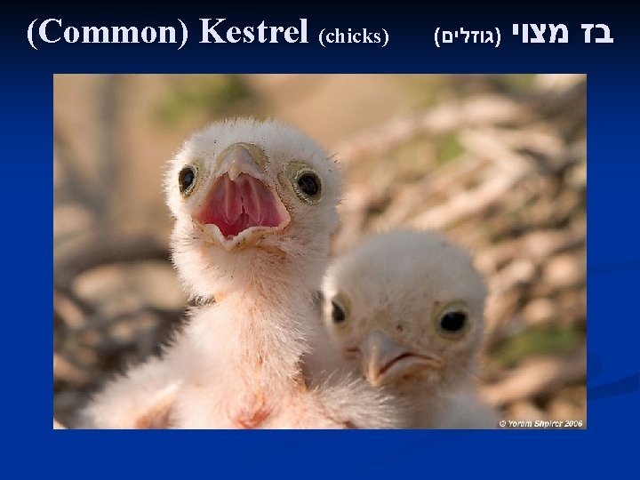 (Common) Kestrel (chicks) ( )גוזלים בז מצוי 