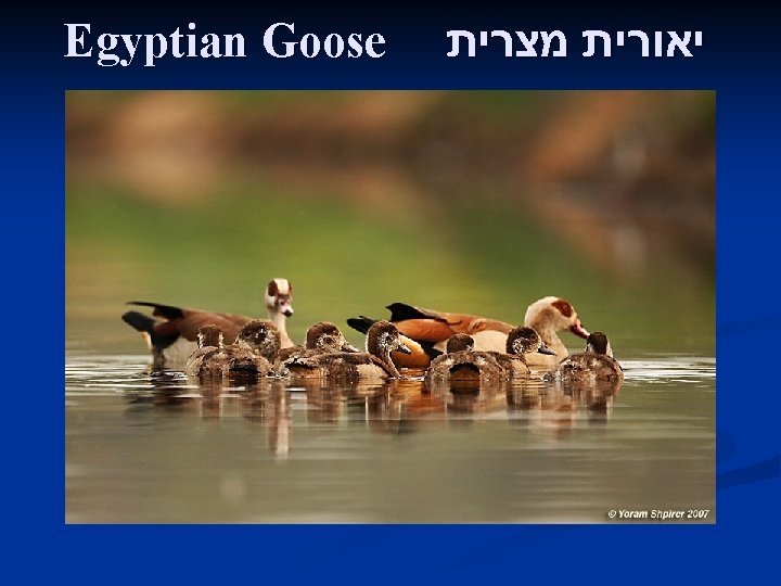 Egyptian Goose יאורית מצרית 