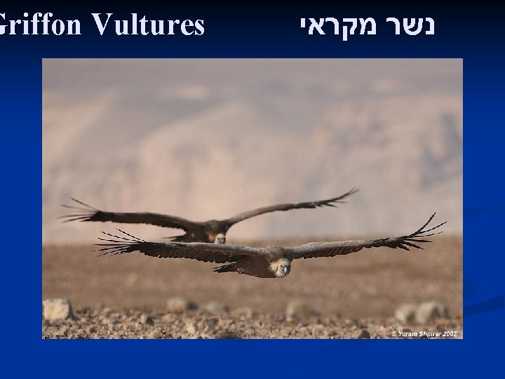 Griffon Vultures נשר מקראי 