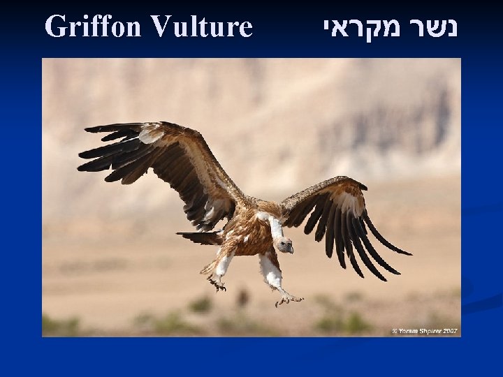 Griffon Vulture נשר מקראי 