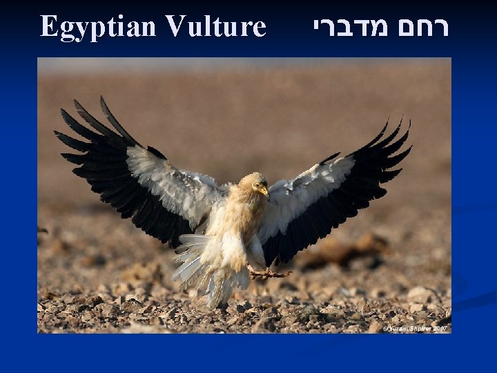 Egyptian Vulture רחם מדברי 