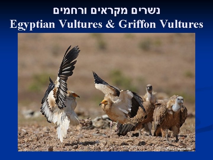  נשרים מקראים ורחמים Egyptian Vultures & Griffon Vultures 