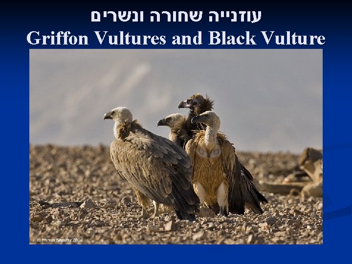  עוזנייה שחורה ונשרים Griffon Vultures and Black Vulture 