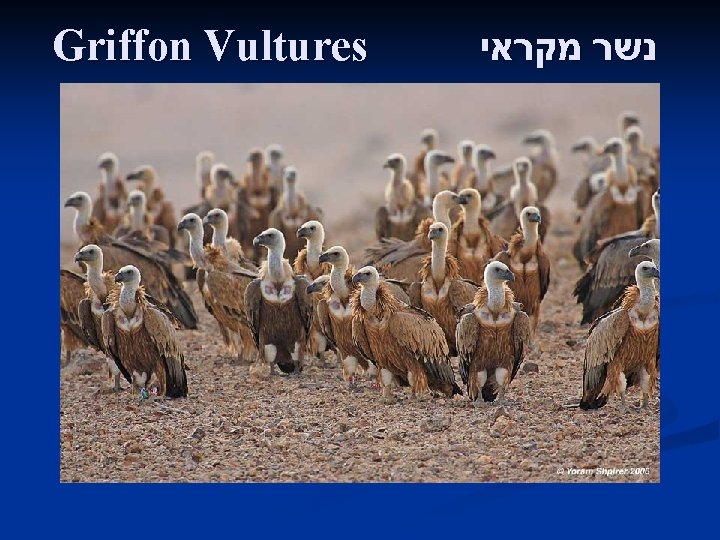 Griffon Vultures נשר מקראי 