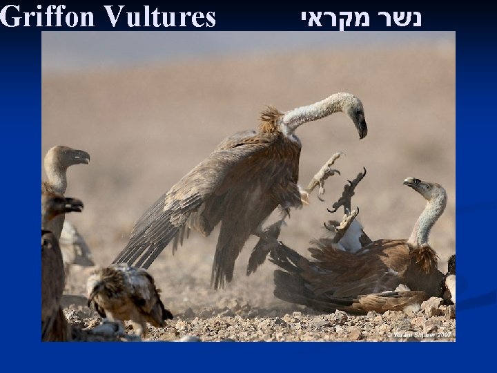 Griffon Vultures נשר מקראי 