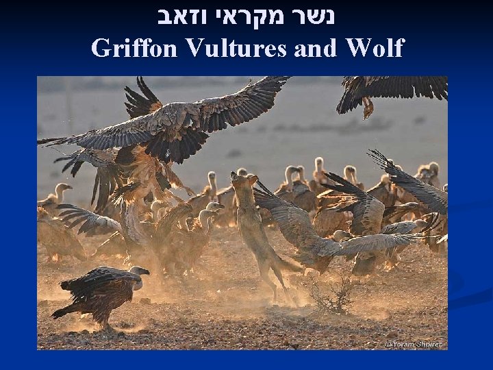  נשר מקראי וזאב Griffon Vultures and Wolf 