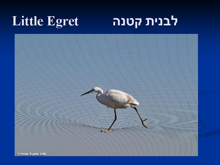 Little Egret לבנית קטנה 