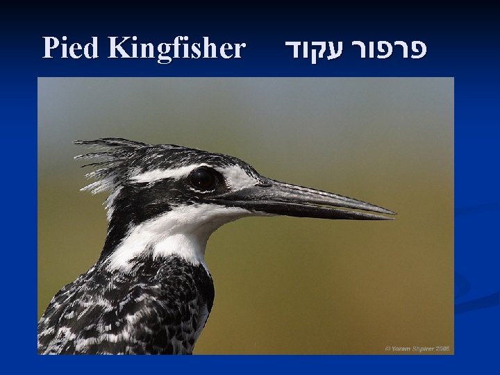 Pied Kingfisher פרפור עקוד 