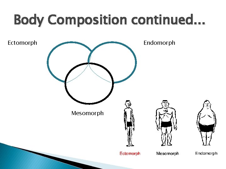 Body Composition continued. . . Ectomorph Endomorph Mesomorph 