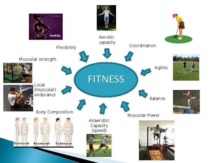 Flexibility Aerobic capacity Coordination Muscular strength Agility Local (muscular) endurance FITNESS Balance Body Composition