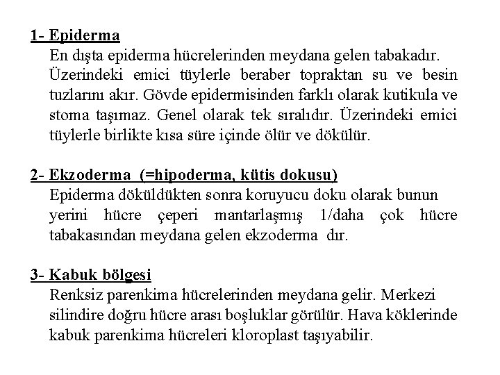 1 - Epiderma En dışta epiderma hücrelerinden meydana gelen tabakadır. Üzerindeki emici tüylerle beraber