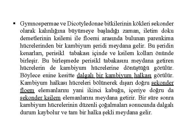 § Gymnospermae ve Dicotyledonae bitkilerinin kökleri sekonder olarak kalınlığına büyümeye başladığı zaman, iletim doku