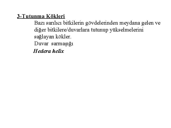 3 -Tutunma Kökleri Bazı sarılıcı bitkilerin gövdelerinden meydana gelen ve diğer bitkilere/duvarlara tutunup yükselmelerini